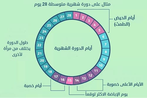 بنات صح فيه تبويض قبل الدوره باسبوع وهل صح يصير حمل- مواعيد التبويض 1214 1