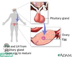 ماهي نسبة هرمون Lh Fsh الطبيعية Unnamed File 549