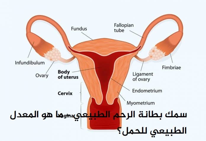 جدار الرحم سميك يعني حمل