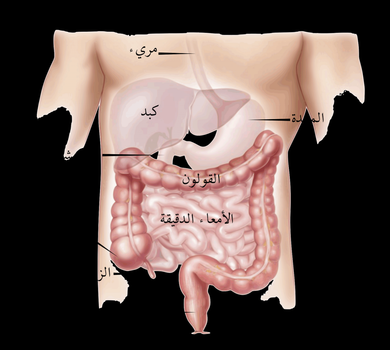 يابنات القولون جاووبو ني , القولون ووتعبه