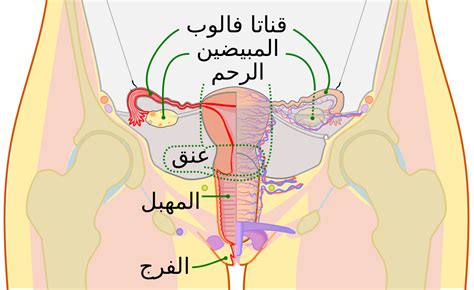 شكل المهبل بعد الولادة تعالو